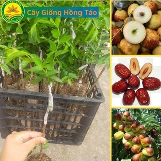 Cây giống hồng táo, táo tân cương, táo tàu th.uốc bắc 44