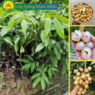 Cây Giống Nhãn tiêu IDo hạt lép cây đẹp, cây giống ghép cành cho quả sau 1.5 năm trồng 44