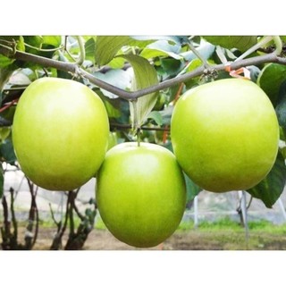 Cây giống Táo T5, Quả siêu to, ngọt, năng suất cao 44