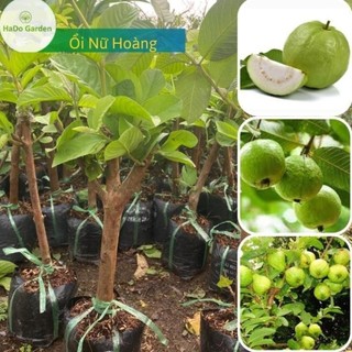 Cây giống Ổi Nữ Hoàng giốn ổi ngon nhất hiện nay trái to giòn ngọt,ít hạt. 44