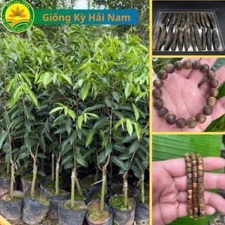 Cây giống Kỳ Hải Nam, cây cao khoảng 1m, loài cây lấy gỗ rất quý hiếm 44