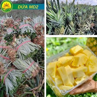 Cây giống Dứa Md2 dứa mật siêu ngọt ăn không rát lưỡi rất được ưa chuộng hiện nay, cho năng suất cao 43