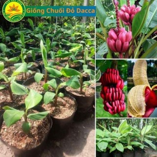 Cây giống chuối đỏ Dacca, Loại cây giống ăn quả siêu kinh tế. 43