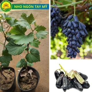 Cây giống nho ngón tay, giống cây ăn quả nhập ngoại, cây giống cao 30cm, giống khỏe đã được thuần chùng dễ trồng 43
