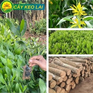 Cây keo lai giống cây lấy gỗ cho năng suất cao, 2023 Cây keo lai giống. Kỹ thuật trồng và chăm sóc tốt 43