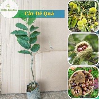 Cây giống Dẻ quả cây cao khoảng 20 cm,vừa ăn quả vừa làm bóng mát,cây có thể phát triển kinh tế 43
