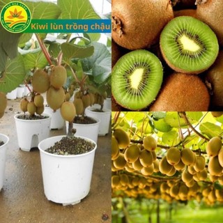 Cây giống Kiwi lùn trồng chậu, cây cao khoảng 35cm có 2 loại Kiwi xanh và vàng 43