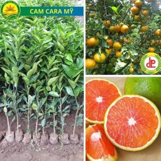 Cam giống cara Ruột đỏ giống cây trồng chất lượng cao, giống cây trồng nhập ngoại mang lại hiệu quả kinh tế cao 42
