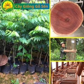 Cây giống Gỗ Sến, cây giống sến là loại gỗ có giá trị cao thuộc nhóm II trong bảng gỗ VN 42