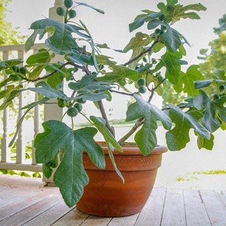 Cây giống Sung Mỹ Bonsai, giống cây chuyên để trồng chậu 42