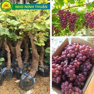 Cây giống nho Ninh thuận, giống nho dễ trồng nhất, phù hợp với khí hậu các vùng miền, cây giống khỏe, sớm cho trái 41