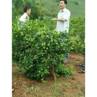 Cây giống chanh chùm tứ quý, giống chanh lùn siêu quả, cho quả quanh năm 41