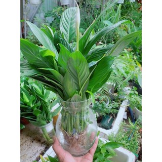 Chậu lan ý trồng thủy sinh đẹp