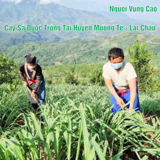 Tinh dầu sả nguyên chất thơm, khử mùi, đuổi muỗi, côn trùng - tinh dầu xả nguyên chất mường tè, lai châu