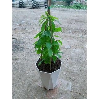 Chậu Trang Leo 70cm(sử quân tử)