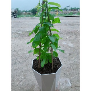 Chậu Trang Leo 70cm(sử quân tử)