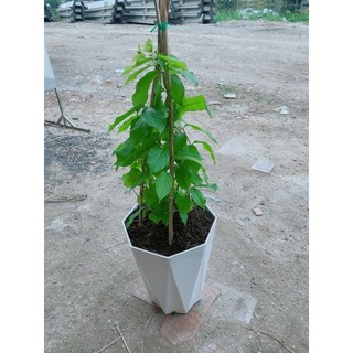 Chậu Trang Leo 70cm(sử quân tử)