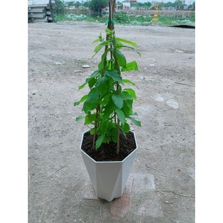 Chậu Trang Leo 70cm(sử quân tử)