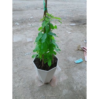 Chậu Trang Leo 70cm(sử quân tử)