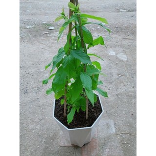 Chậu Trang Leo 70cm(sử quân tử)