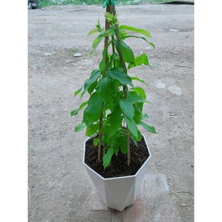 Chậu Trang Leo 70cm(sử quân tử)
