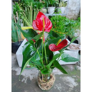 Chậu Hồng Môn Thủy Sinh