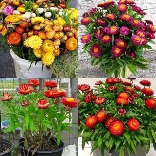 [Gói 200 Hạt] Hạt Giống Hoa Cúc Bất Tử Kép