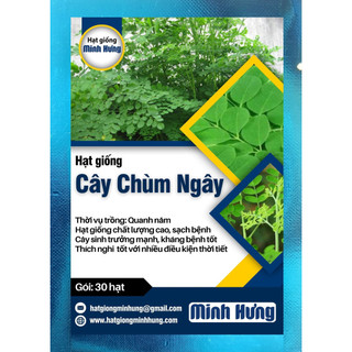 Hạt giống cây chùm ngây - đóng gói 30 hạt - hạt giống minh hưng