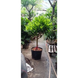 Cây trúc bách hợp tán tròn dày lá đẹp, cao từ 60-80cm, trồng trang trí không gian trong nhà 56