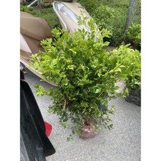Cây nguyệt quế size to 60cm, Giống sai hoa, cây bầu khỏe mạnh 56