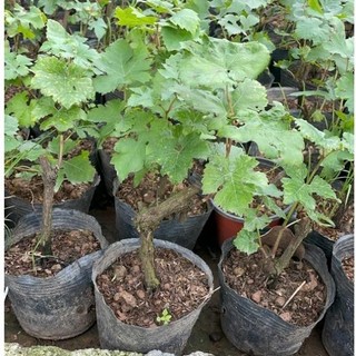 Cây nho giống ninh thuận quả đỏ, trồng leo dàn lấy quả và bóng mát 56