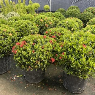 Cây mẫu đơn hoa đỏ tán tròn bụi dày kín 60-80cm 57