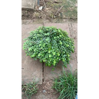 Sen đá sedum vảy cá size giỏ treo 57