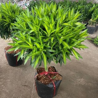 Cây trúc bách hợp tán tròn dày lá đẹp, cao từ 60-80cm, trồng trang trí không gian trong nhà 38