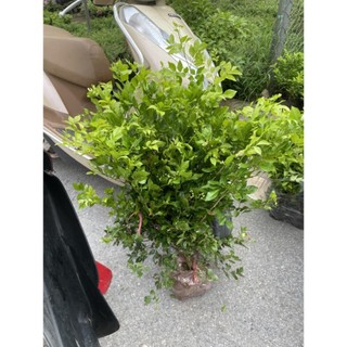 Cây nguyệt quế size to 60cm, Giống sai hoa, cây bầu khỏe mạnh 38