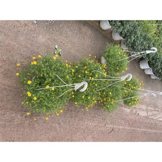 Cây cúc sao băng giỏ treo, tán 20-25cm tròn dày đẹp 38