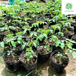 Cây cà chua Bạch Tuộc siêu trái ra trái sau 1 tháng 58