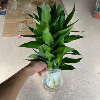 Cành phát lộc 3 thân 58