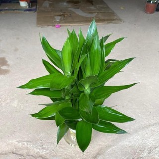 Cành phát lộc 3 thân 58