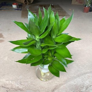Cành phát lộc 3 thân 58