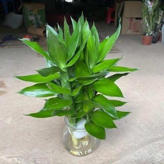 Cành phát lộc 3 thân 58