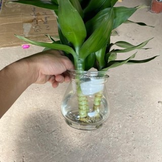 Cành phát lộc 3 thân 58