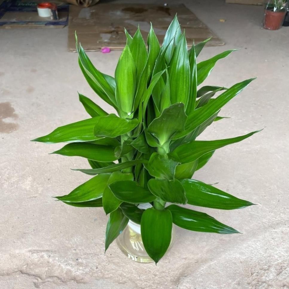 Cành phát lộc 3 thân 58