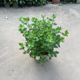 Hoa Cúc Vàng Giỏ Treo 57