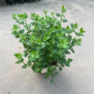 Hoa cúc vàng giỏ treo 57