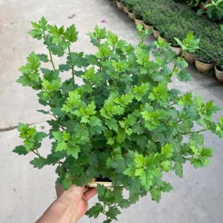Hoa Cúc Vàng Giỏ Treo 57
