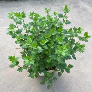 Hoa Cúc Vàng Giỏ Treo 57