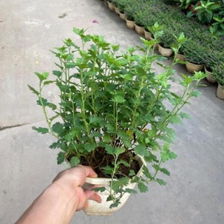 Hoa Cúc Vàng Giỏ Treo 57