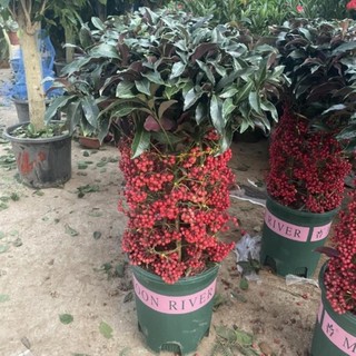 Cây kim ngân lượng 57