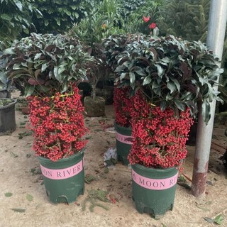 Cây kim ngân lượng 57